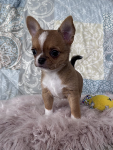 Summer red Sable Boy