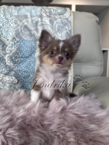 Aurora Jendrika Chocolate Puppy