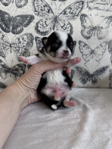 Black Tricolour Chihuahua Jendrika