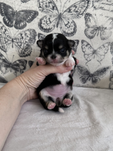 Black Tricolour Chihuahua Puppy