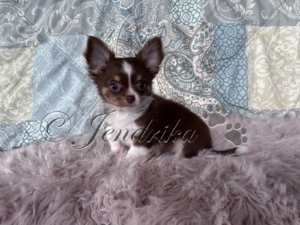 Chocolate Chihuahua puppy