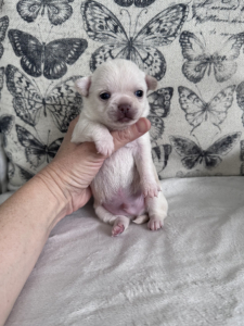 Gypsy White Chihuahua Boy