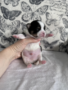 Jendrika Black Particolour Puppy