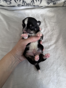 Jendrika Black & Tan Chihuahua Puppy