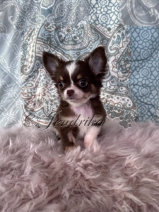 Jendrika Chocolate Longcoat Puppy