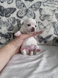 Jendrika White Chihuahua Puppy