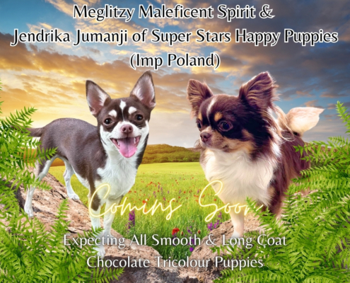 Maleficent & Jumanji