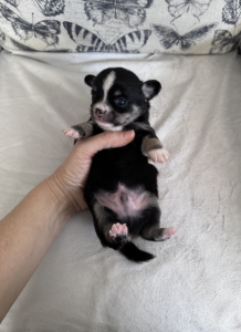 Mischief Black Tan Boy