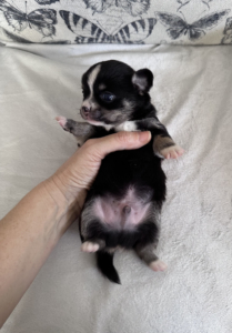 Mischief Black Tan Boy2