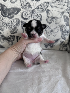 Particolour Chihuahua Pupppy Jendrika