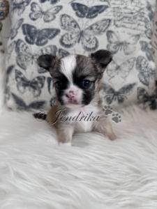 Aurora Sable Boy