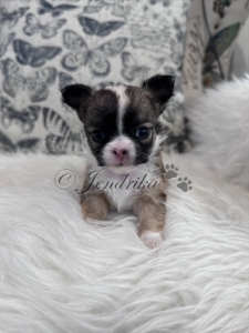 Aurora Sable Girl