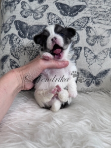 Jendrika Willow Blue Parti Boy
