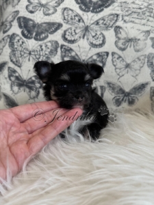 Willow BlackandTan Girl